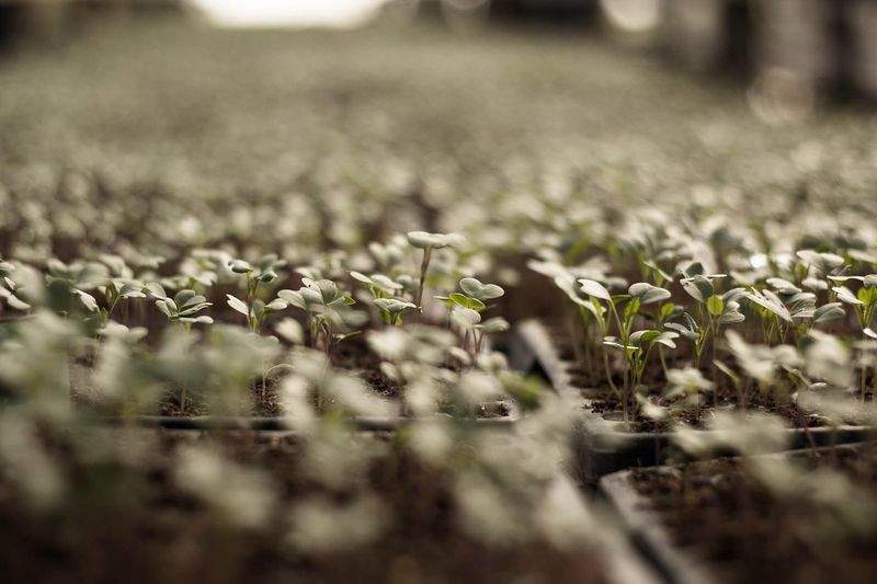 AgroCampo Ibérico S.L. 11